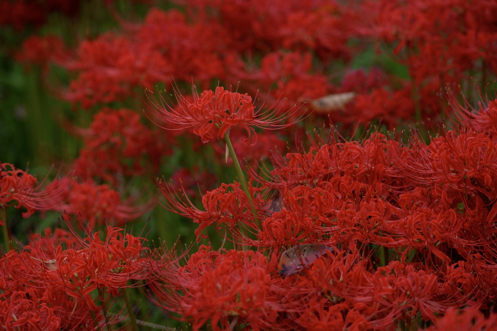 曼珠沙華