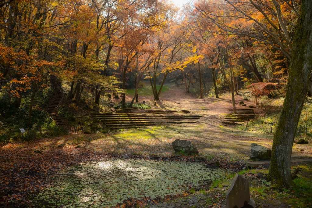 近所の裏山