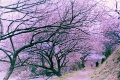 満開の梅の花