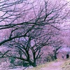 満開の梅の花