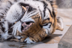 天王寺動物園④　トラ