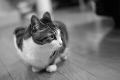 はじめまして。ぎんです