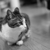 はじめまして。ぎんです