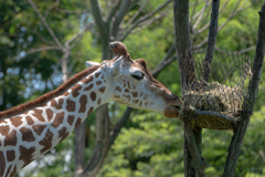 天王寺動物園③　キリン