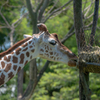 天王寺動物園③　キリン