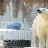 天王寺動物園①ゴーゴ君