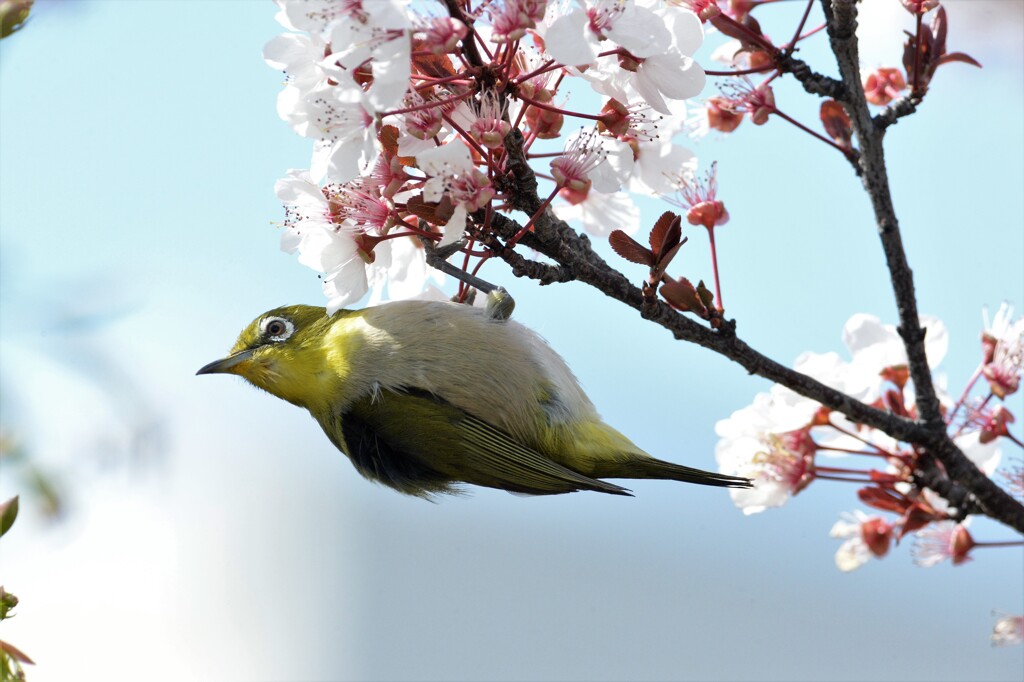 桜とメジロ