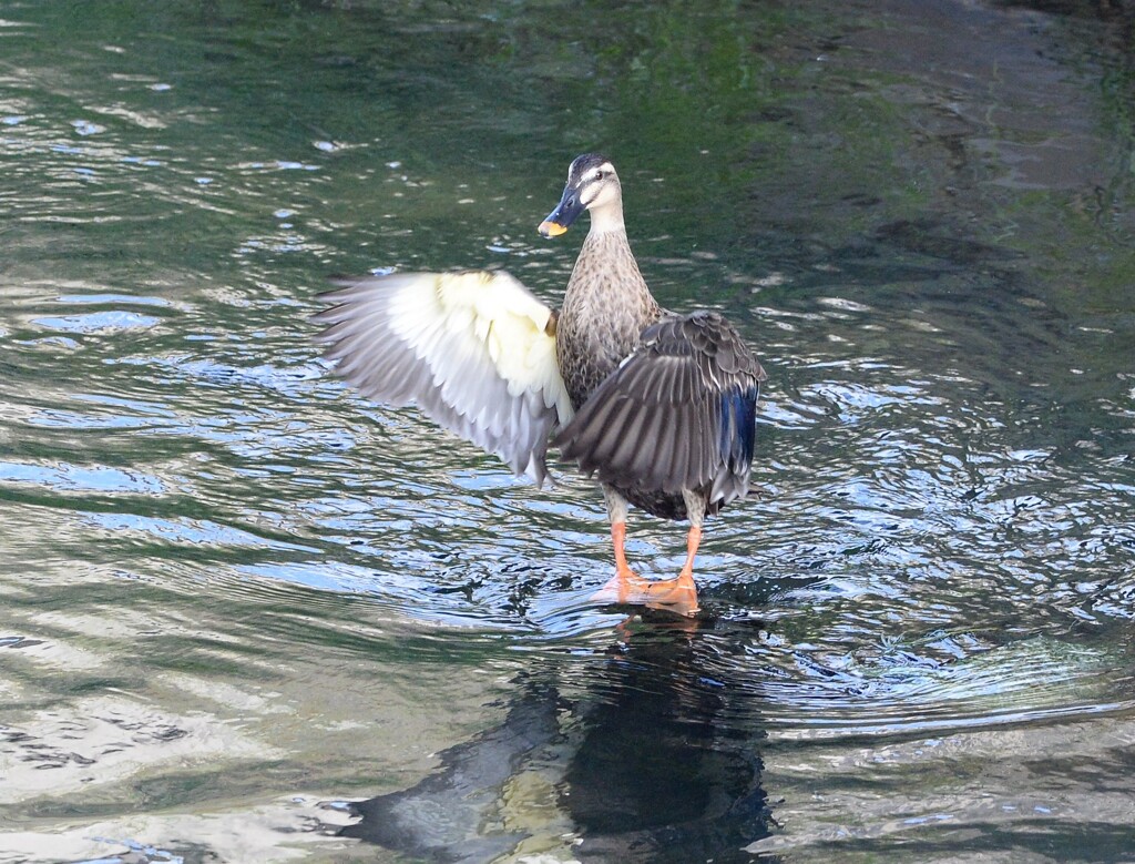 カルガモ