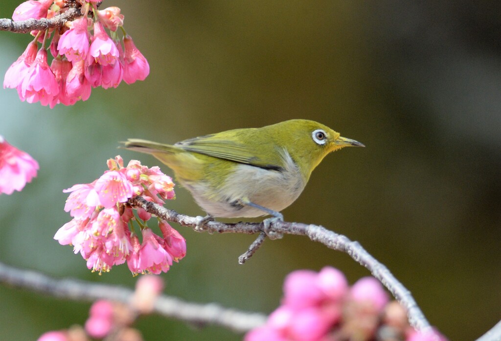 寒緋桜とメジロ