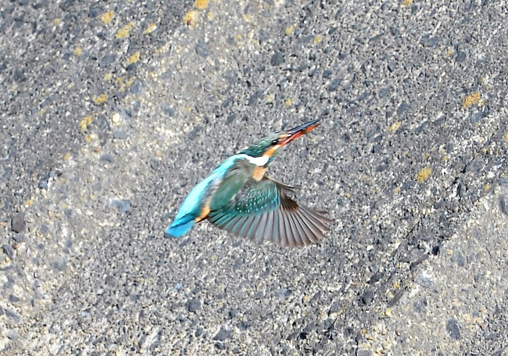 カワセミ