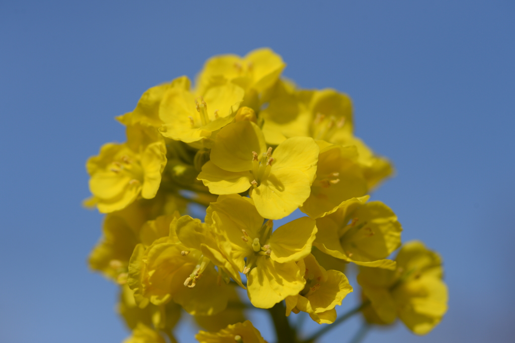 菜の花