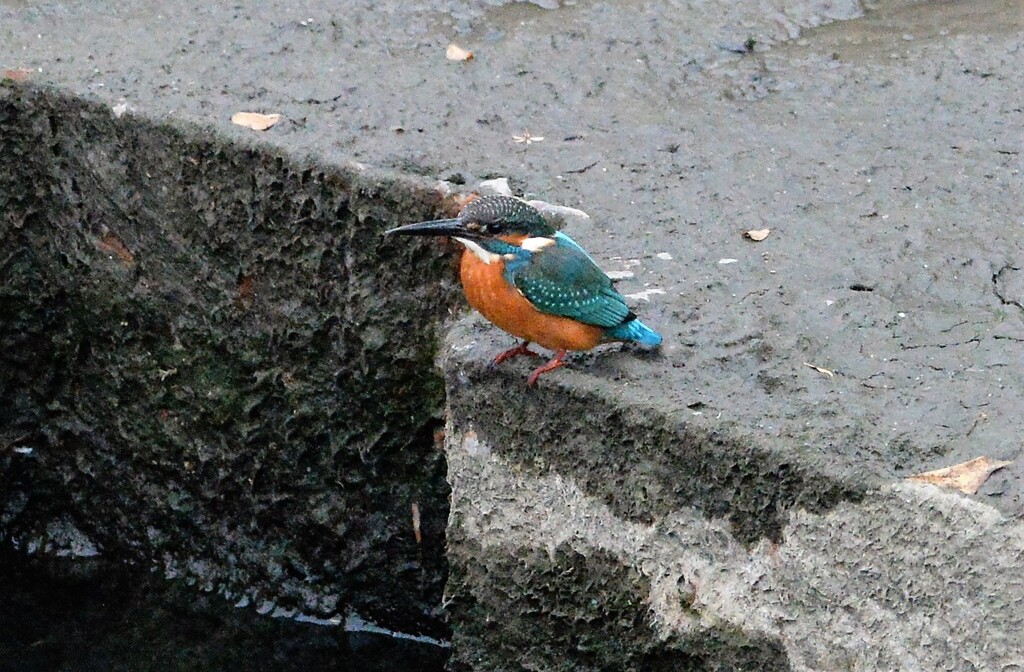 やっと会えたカワセミ