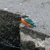 やっと会えたカワセミ