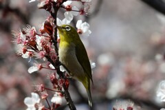 桜とメジロ