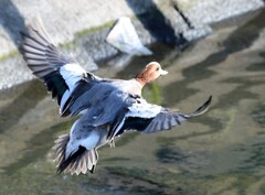 DSC_0424 (2)　ヒドリ鴨の着水　フラップ２０　ギヤダウン