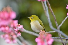 ヒカンザクラ(緋寒桜) とメジロ