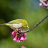 メジロとヒカンザクラ(緋寒桜)