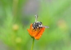 トモンハナ蜂