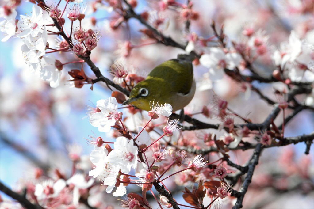 桜とメジロ