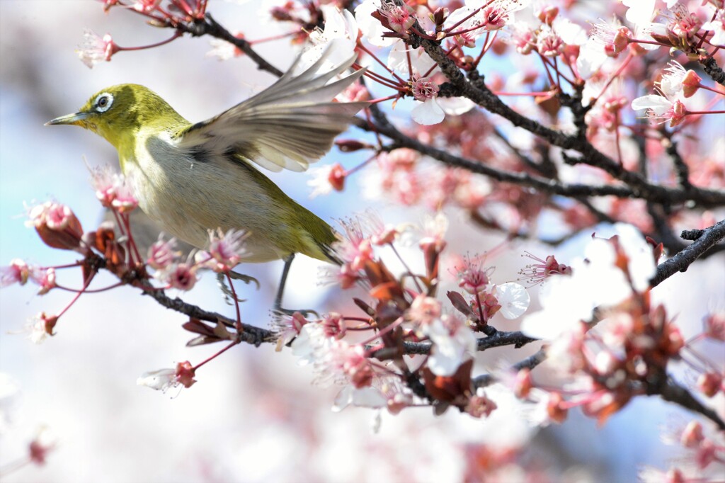 桜とメジロ