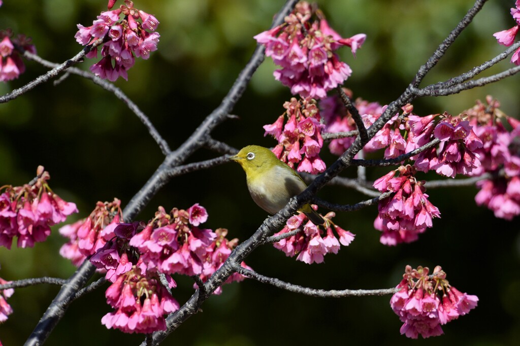 ヒカンザクラ(緋寒桜) とメジロ