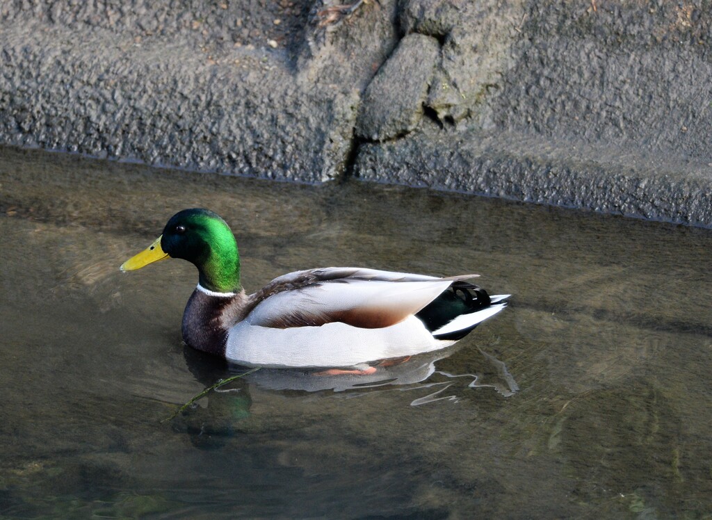 マガモ　♂