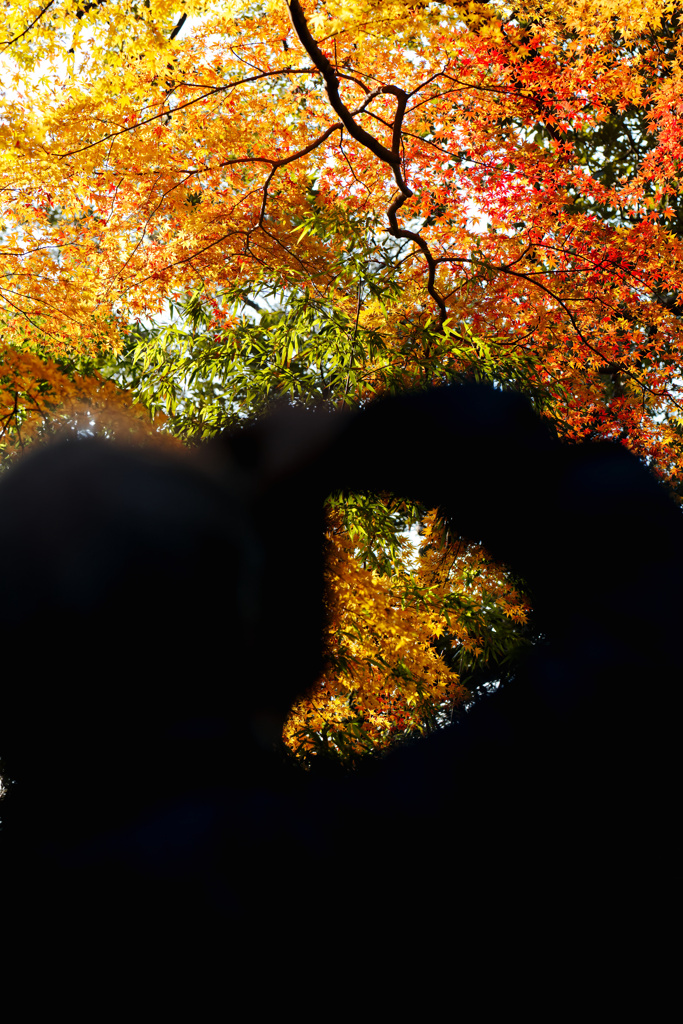 紅葉 2023/11