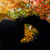 紅葉 2023/11