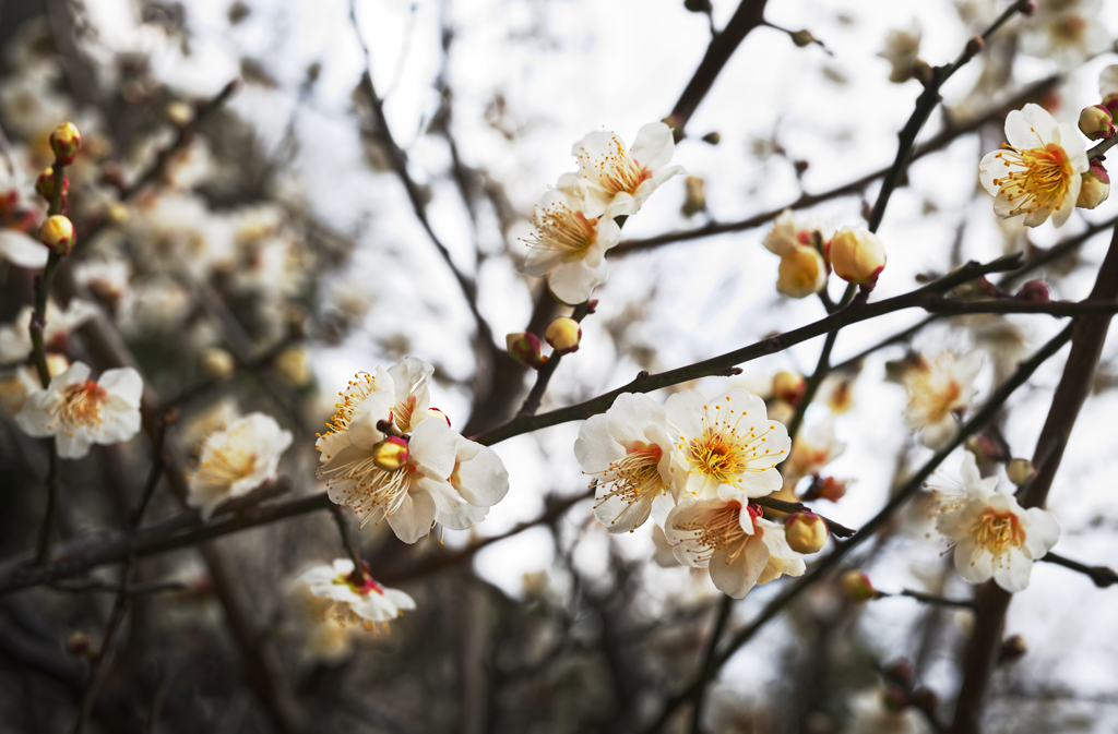 梅花