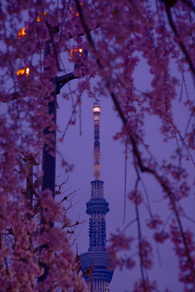 浅草寺の境内から