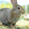 うさぎ