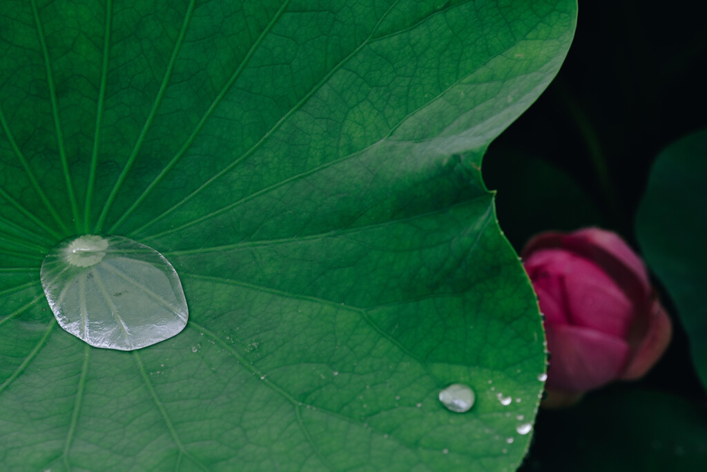 Lotus Blossom 2