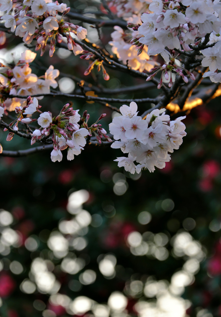 桜
