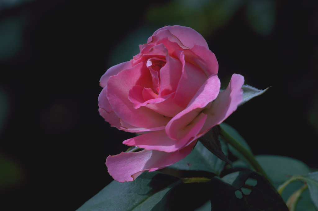 薔薇