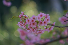 河津桜