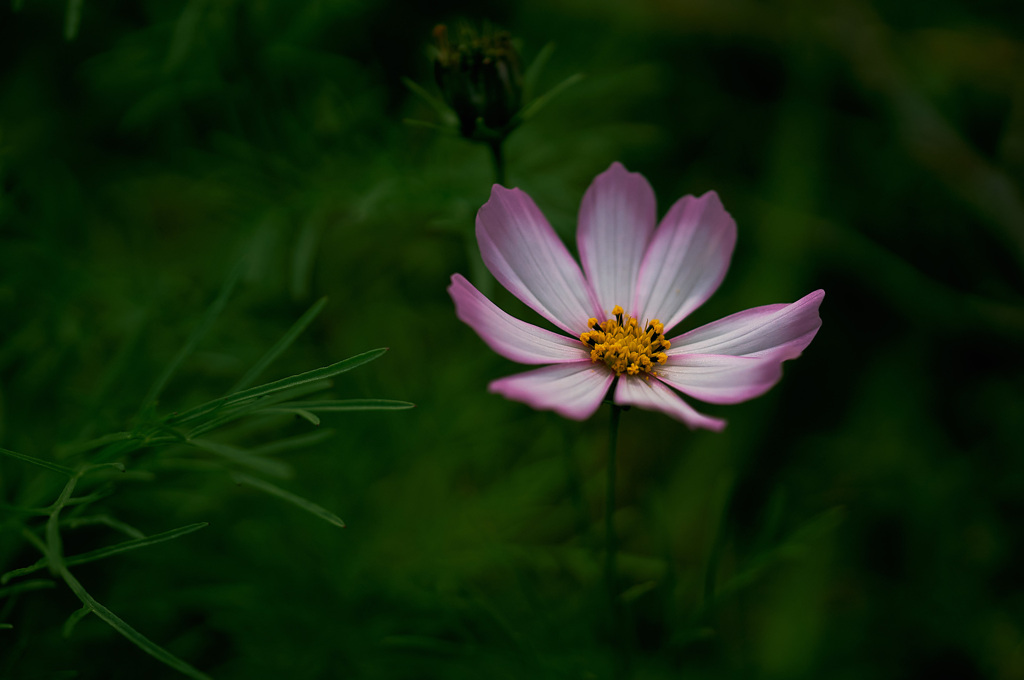 秋桜