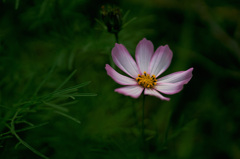 秋桜
