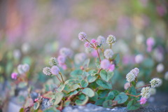 Polygonum capitatum