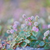 Polygonum capitatum