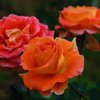 薔薇（ブラスバンド）