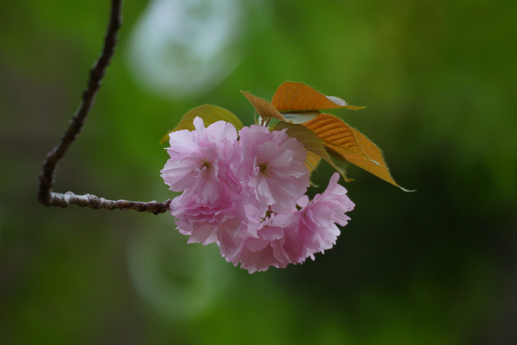 八重桜