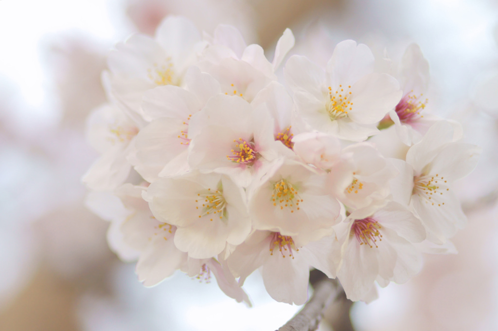 桜（染井吉野）