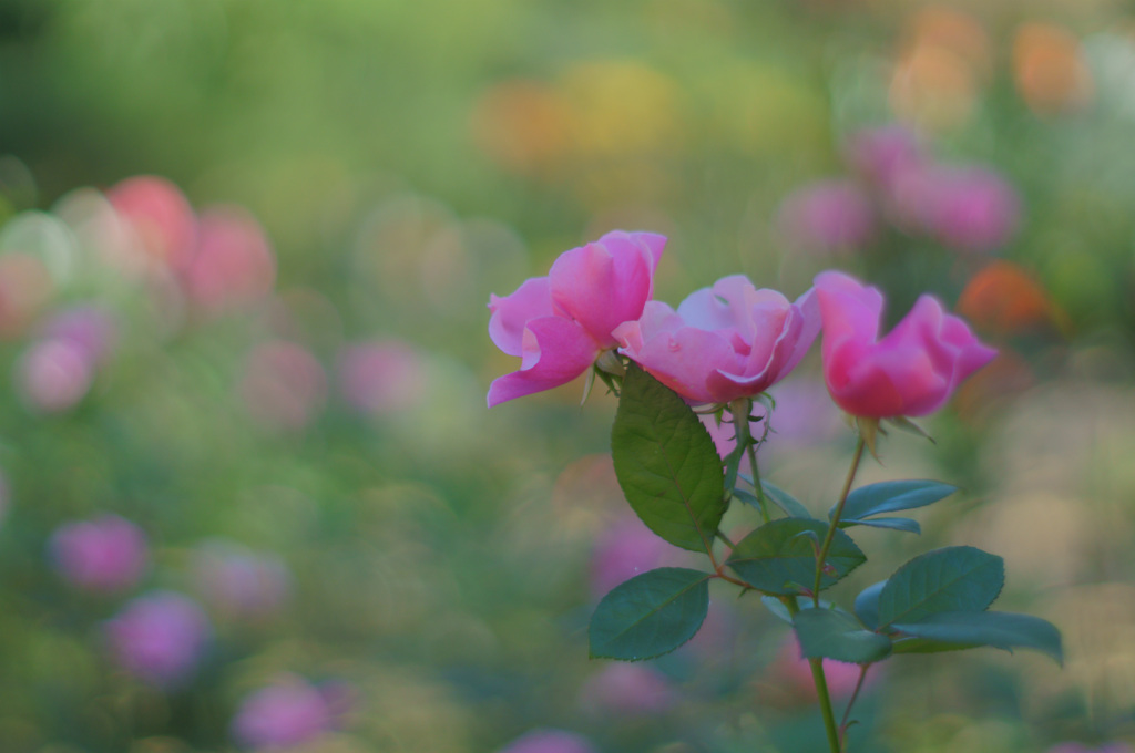 秋薔薇