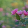 秋薔薇