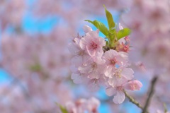 河津桜