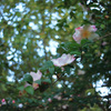 山茶花