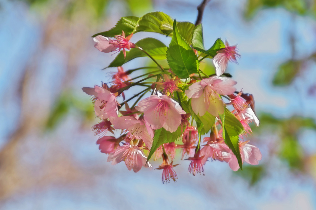 葉桜