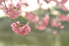 河津桜