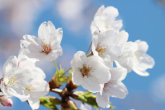 桜 2019