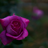 薔薇（ローズ・シネルジック）
